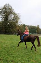 De leukste all round d pony, Dieren en Toebehoren, Ruin, D pony (1.37m tot 1.48m), 7 tot 10 jaar