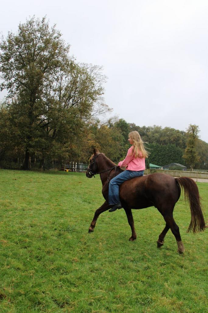 De leukste all round d pony, Dieren en Toebehoren, Pony's, Ruin, D pony (1.37m tot 1.48m), 7 tot 10 jaar