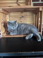 Brits korthaar herplaatser, Poes, Gechipt, 6 jaar of ouder