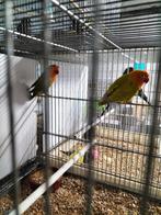 Fisher, Animaux & Accessoires, Oiseaux | Perruches & Perroquets