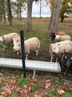 Schapen, Dieren en Toebehoren, Schapen, Geiten en Varkens