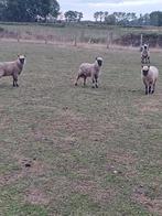 10 Schapen te koop, Dieren en Toebehoren, Schapen, Geiten en Varkens, Meerdere dieren, Schaap, 0 tot 2 jaar