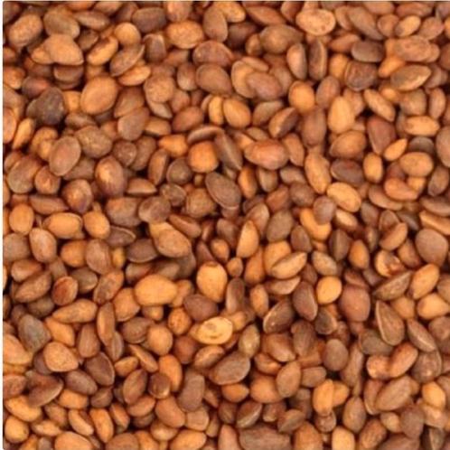 Cedernoten ( pijnboompitten ) 500 gram, Dieren en Toebehoren, Vogels | Toebehoren, Nieuw, Ophalen