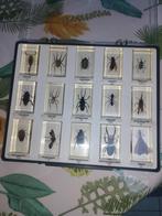 A vendre collection d'insectes en résine, Enlèvement ou Envoi