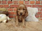 Nieuw nestje engelse cocker puppy's, Dieren en Toebehoren, Honden | Retrievers, Spaniëls en Waterhonden, België, CDV (hondenziekte)