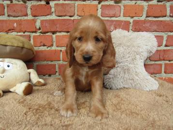 Nieuw nestje engelse cocker puppy's beschikbaar voor biedingen