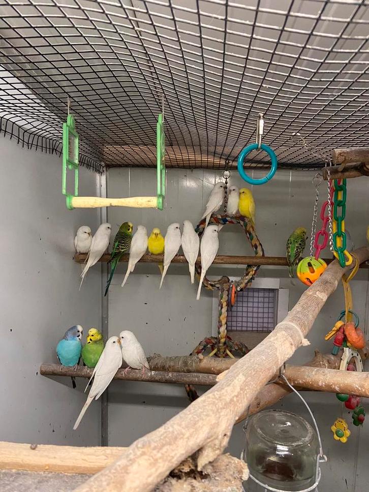 Grasparkieten, Animaux & Accessoires, Oiseaux | Perruches & Perroquets