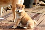 Shiba Inu met FCI stamboom en gezondheidstesten, Dieren en Toebehoren, Honden | Poolhonden, Keeshonden en Oertypen, Parvo, België