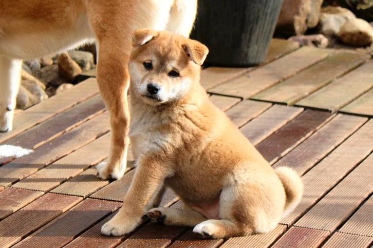 Shiba Inu met FCI stamboom en gezondheidstesten, Dieren en Toebehoren, Honden | Poolhonden, Keeshonden en Oertypen, Teef, Overige rassen