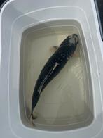 Koi 40 cm, Dieren en Toebehoren