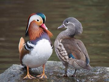 Canards d'ornement, canard, canard mandarin, Plusieurs animaux, Canard