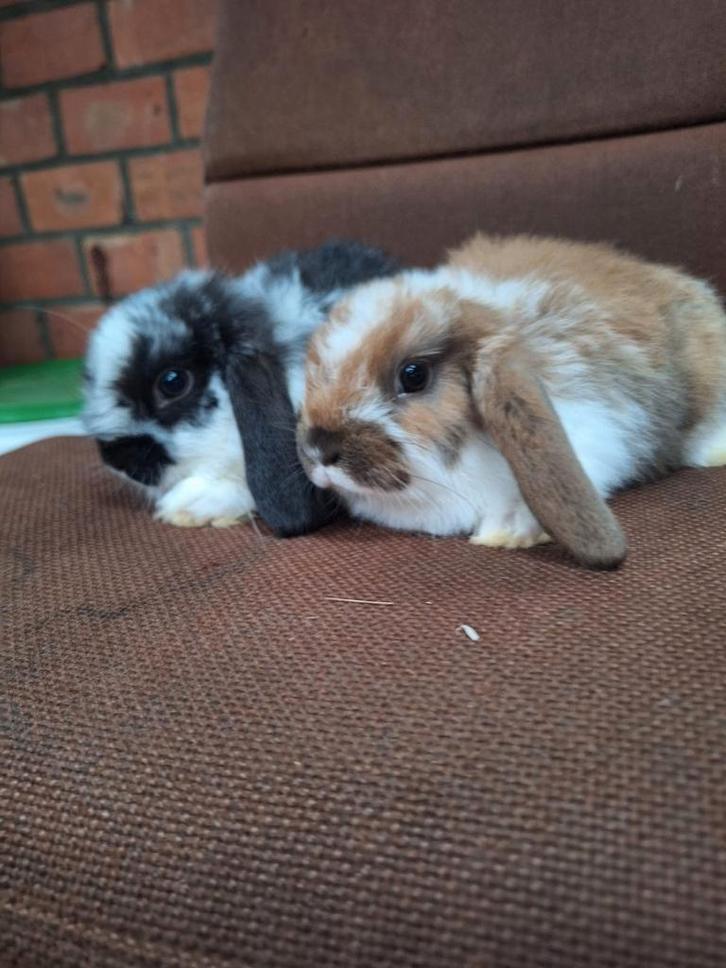 Prachtig hangoordwerg voedstertje, Dieren en Toebehoren, Konijnen, Dwerg, Vrouwelijk, 0 tot 2 jaar, Hangoor