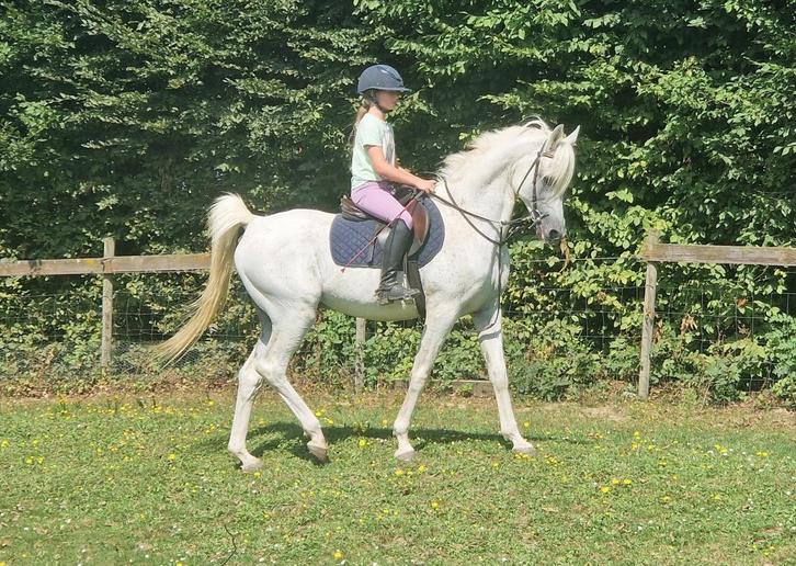 Dekkingen beschikbaar Egyptische Arabische volbloedhengst, Dieren en Toebehoren, Paarden, Hengst