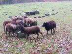 Soay Schapen, Dieren en Toebehoren, Schapen, Geiten en Varkens