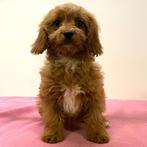 Cavapoo - pups te koop, Dieren en Toebehoren, Honden | Chihuahua's en Gezelschapshonden, 15 weken tot 1 jaar, Buitenland, CDV (hondenziekte)