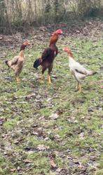 Coqs et poules Shamo de qualité supérieure