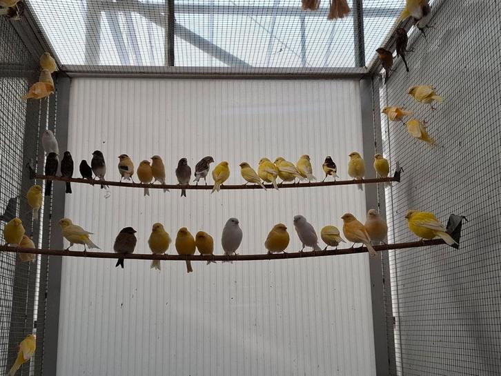 Kanarie kanari kanaries ruime keuze in vele kleuren, Dieren en Toebehoren, Vogels | Kanaries, Kleurkanarie, Meerdere dieren