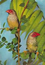 BINSEN  ASTRILDEN, Verzamelen, Postkaarten | Dieren, Verzenden, Ongelopen, Vogel