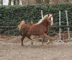 Welsh pony ruin, Dieren en Toebehoren, Pony's, Ruin, Onbeleerd