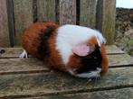 Cavia beertje, Dieren en Toebehoren, Knaagdieren, Augustus, Mannelijk, Cavia