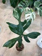 Philodendron Florida Beauty, Huis en Inrichting, Kamerplanten, Ophalen