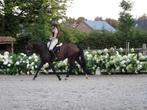 Knappe merrie te koop, Dieren en Toebehoren, Merrie, L, 165 tot 170 cm, 11 jaar of ouder