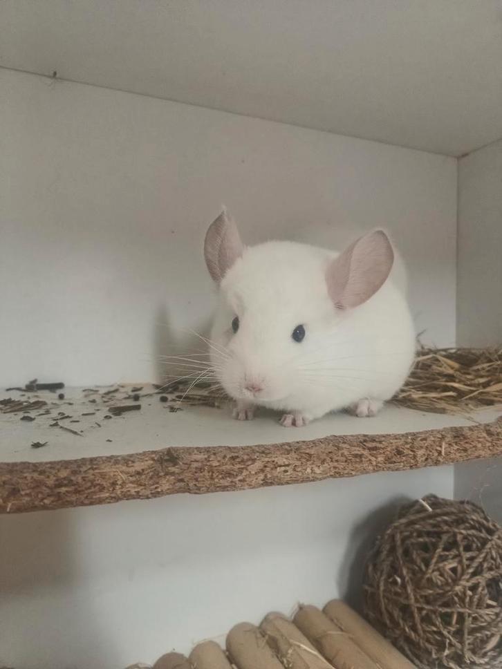Prachtige baby chinchilla 's, Dieren en Toebehoren, Knaagdieren, Vrouwelijk, Chinchilla, Juli