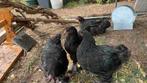 Brahma kuikens hannen, Dieren en Toebehoren, Pluimvee, Mannelijk