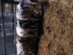 Lot vaarskalveren te koop, Dieren en Toebehoren, Runderen