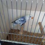 Fischeri, Dieren en Toebehoren, Dwergpapegaai of Agapornis, Geringd