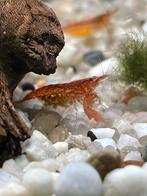 Vuurgarnalen te koop, Dieren en Toebehoren, Vissen | Aquariumvissen, Kreeft, Krab of Garnaal, Zoetwatervis, Schoolvis