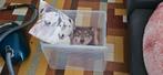 Kussens met dieren, Ophalen of Verzenden
