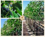 Leibomen diverse soorten, Tuin en Terras, Planten | Bomen, Ophalen