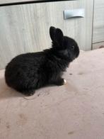 Dwergkonijntje voedster, Femelle, Nain, 0 à 2 ans