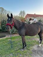 Merrie van 2013, Dieren en Toebehoren, Paarden, Merrie