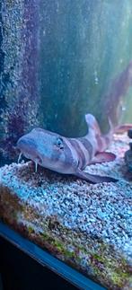 Bamboehaai +-50cm, Dieren en Toebehoren, Vissen | Aquariumvissen, Vis, Zoutwatervis