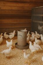 Hanen, Dieren en Toebehoren