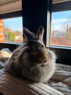 Mannelijk konijn zoekt huisje, Dieren en Toebehoren, Mannelijk, Dwerg