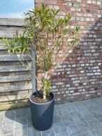 2 oleanders in pot, Tuin en Terras, Planten | Bomen, Ophalen of Verzenden