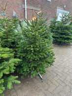 Partij kerstbomen Nordmann voor kleine prijs, Divers, Noël, Enlèvement ou Envoi, Neuf