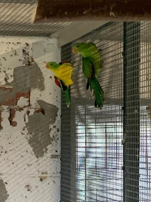 Bloedvleugels kweekkoppels wegens STOPZETTING HOBBY, Dieren en Toebehoren, Vogels | Parkieten en Papegaaien
