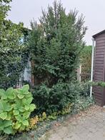 Taxus 2-3m, Tuin en Terras, Ophalen