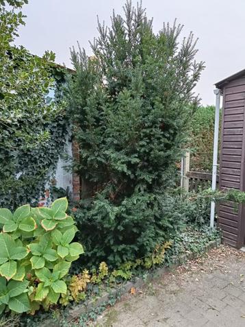 Taxus 2-3m beschikbaar voor biedingen