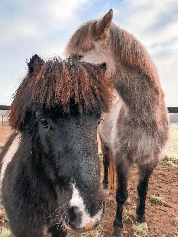 Poney Shetlander et C à vendre, Animaux & Accessoires, Poneys, Jument, Non dressé, Poney C (1.27 m à 1.37m), 7 à 10 ans, Avec puce électronique