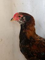 Araucana kriel haantje, Dieren en Toebehoren, Kip