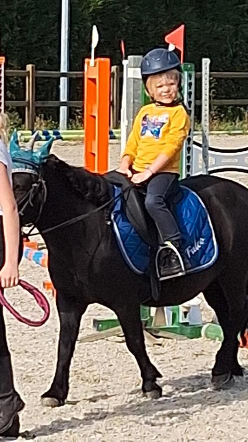 11 jarige brave, werkwillige shetlander ruin, Dieren en Toebehoren, Pony's, Ruin, B, A pony (tot 1.17m), Recreatiepony, 11 jaar of ouder