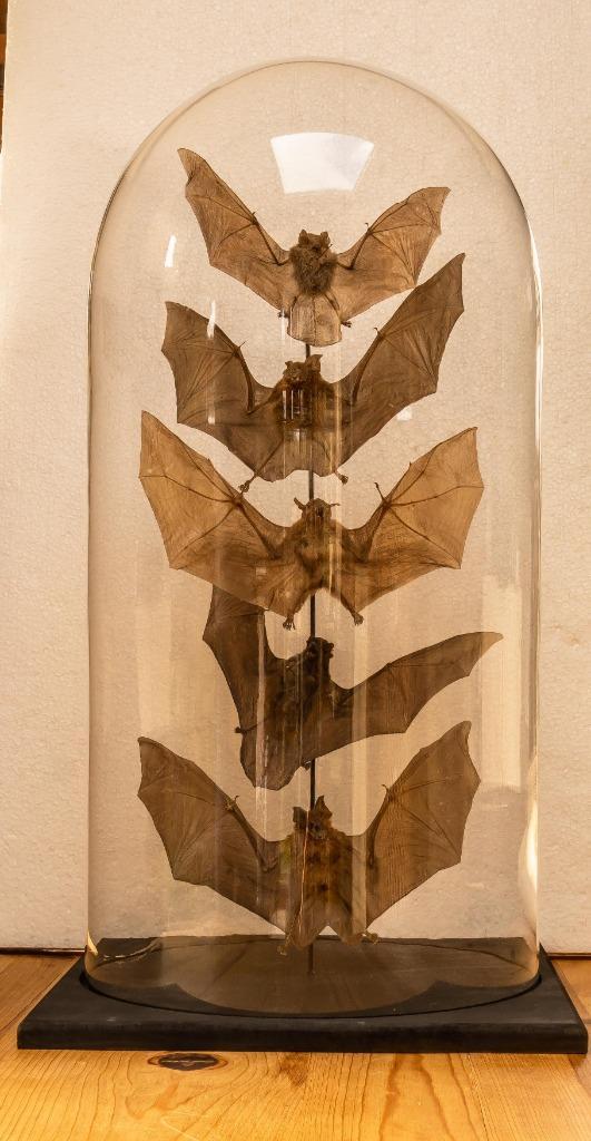 6 open vleermuizen in stolp, Verzamelen, Dierenverzamelingen, Nieuw, Opgezet dier, Reptiel of Amfibie, Ophalen