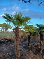 Palmbomen, Tuin en Terras, Ophalen of Verzenden