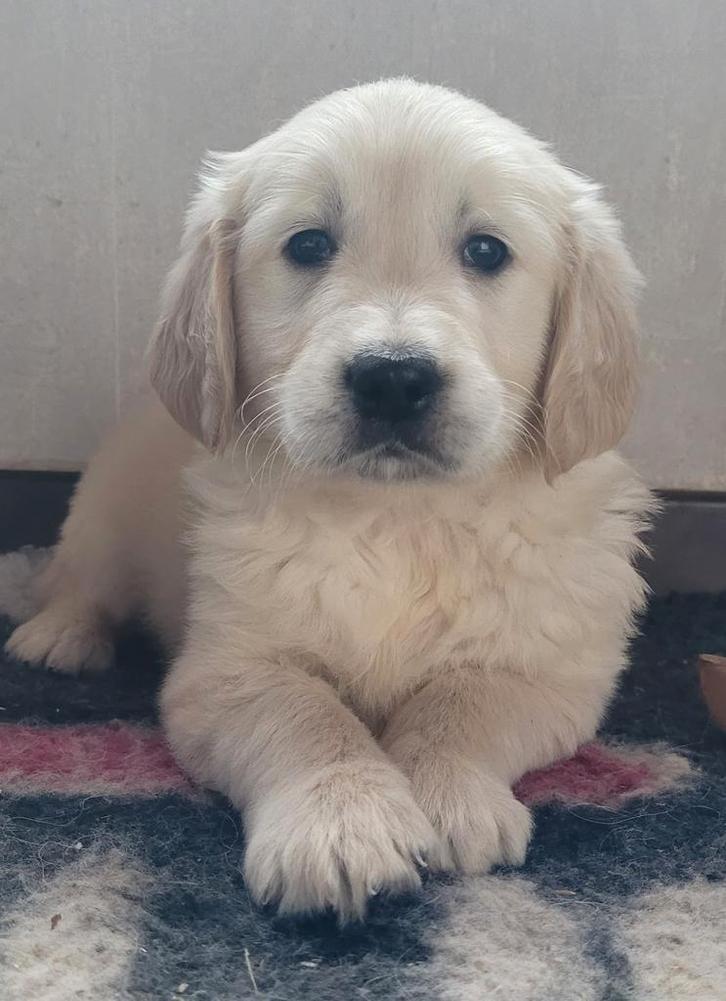 Golden retriever pups opgroeiend in huis geteste ouders !!, Dieren en Toebehoren, Honden | Retrievers, Spaniëls en Waterhonden