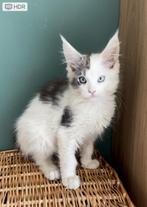 Maine Coon kitten, Dieren en Toebehoren, Kater, Gechipt, 0 tot 2 jaar